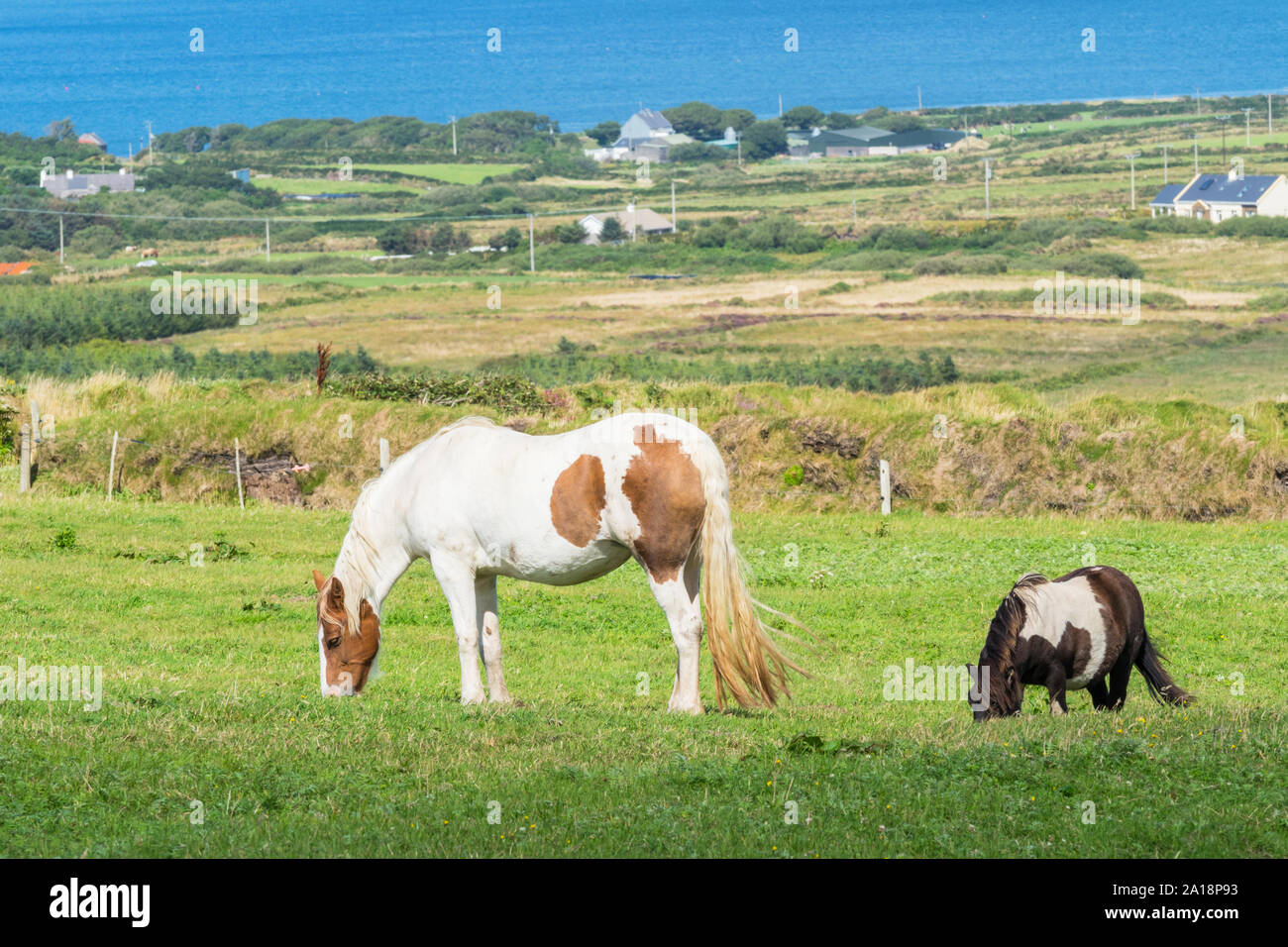 Cavalli al pascolo in Skellig Ring area della contea di Kerry, Irlanda. Foto Stock