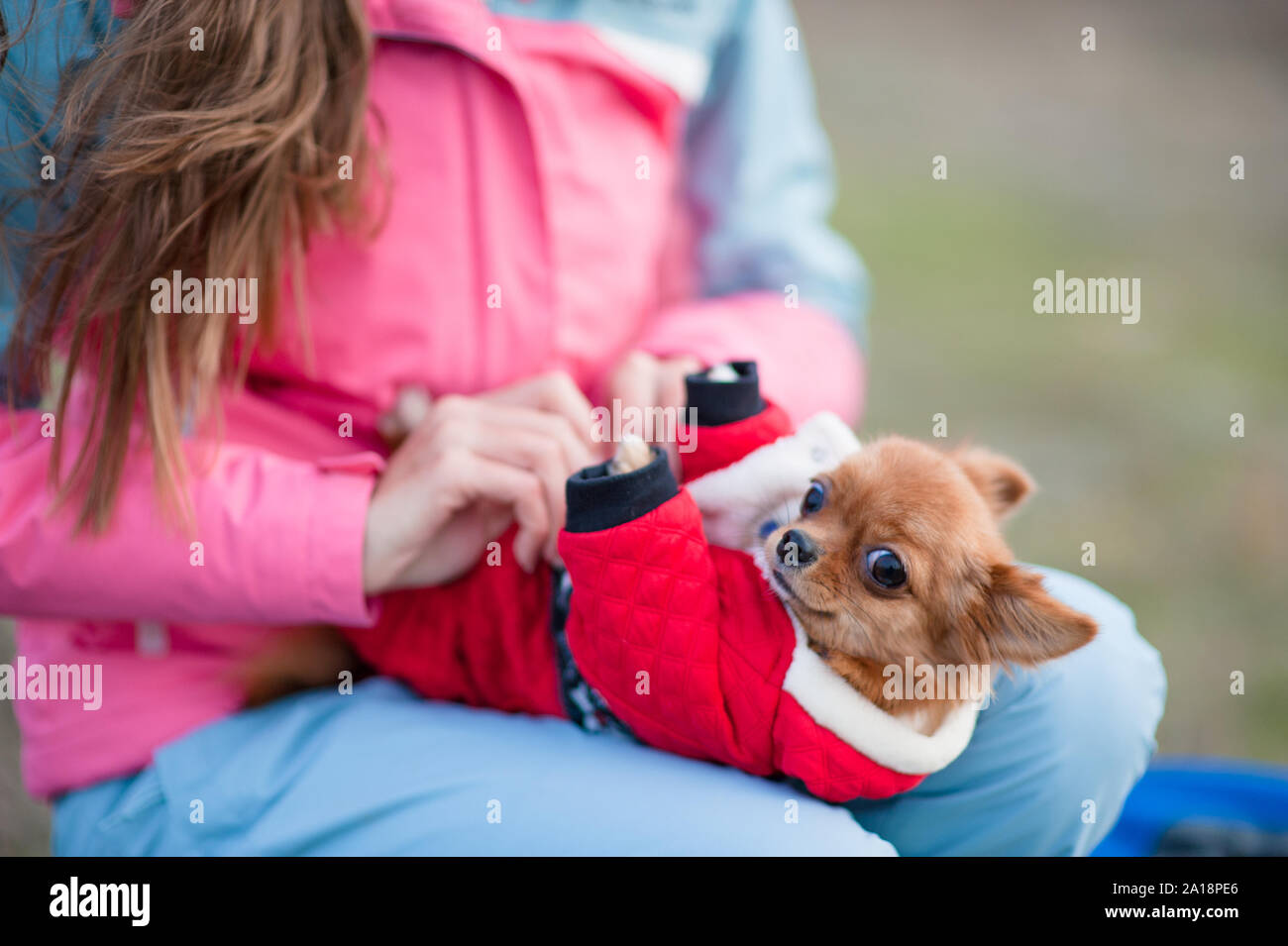 Ragazza proprietario in tuta vestire il suo piccolo cane chihuahua in animale vestiti all'aperto Foto Stock