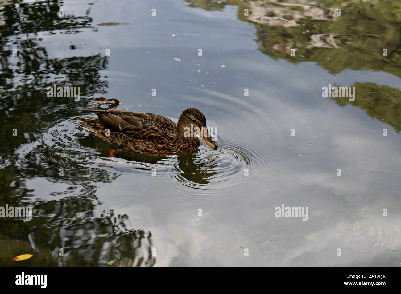 Anatra colorata nuotare nel fiume/ animale della fauna selvatica in corrispondenza di natura ambientale Foto Stock