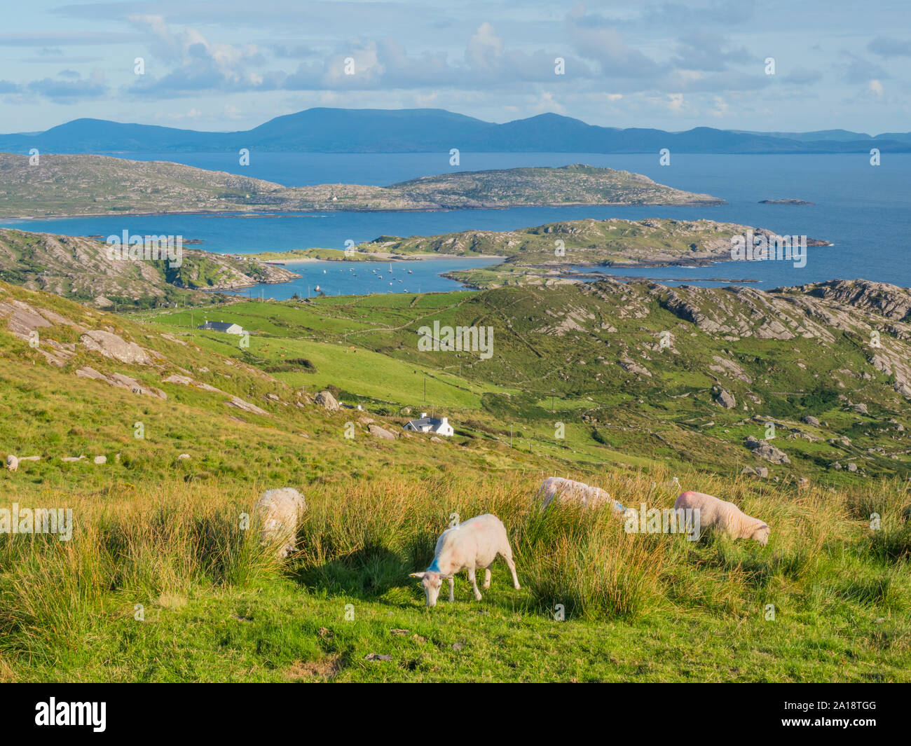 Pecora che pascola accanto al Com Un Chiste passano sul Skellig costa nella Contea di Kerry, Irlanda. Foto Stock