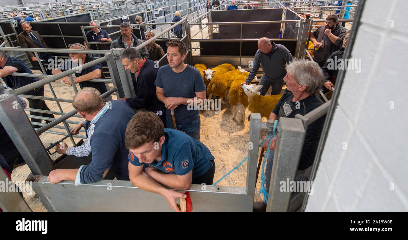 Gli agricoltori in attesa di vendere il texel pecora ad un pedigree vendita, Kendal Cumbria, Regno Unito. Foto Stock