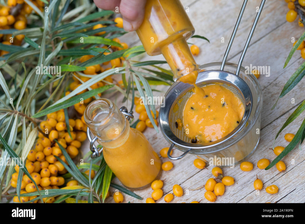 Sanddorn-Saft, Sanddornsaft, Saft aus Sanddornbeeren, Kerne der Früchte werden Mit einem Sieb abgesiebt, Beeren, Früchte, Sanddorn, Sand-Dorn, Küsten- Foto Stock