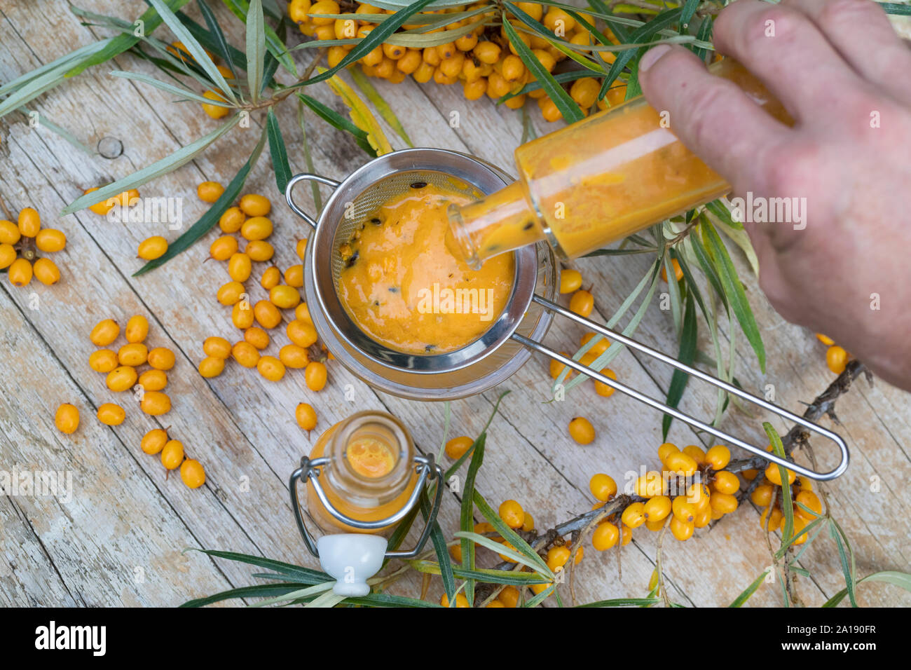 Sanddorn-Saft, Sanddornsaft, Saft aus Sanddornbeeren, Kerne der Früchte werden Mit einem Sieb abgesiebt, Beeren, Früchte, Sanddorn, Sand-Dorn, Küsten- Foto Stock