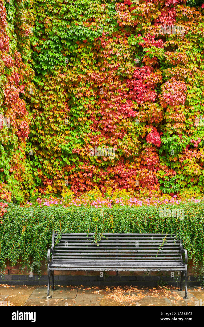 Variopinti colori di foglie d'edera in autunno sulla parete di una biblioteca pubblica al di sopra di un banco di metallo a Kettering, Northamptonshire, Inghilterra. Foto Stock