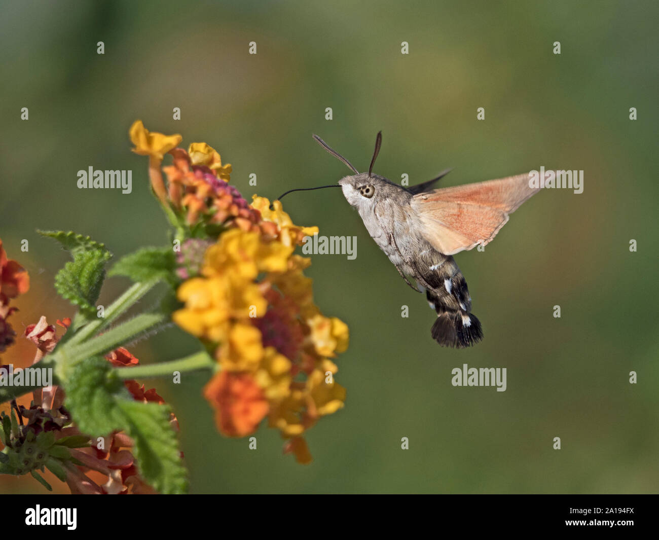 Hummingbird Hawkmoth Macroglossum stellatarum nel giardino NORFOLK REGNO UNITO Foto Stock