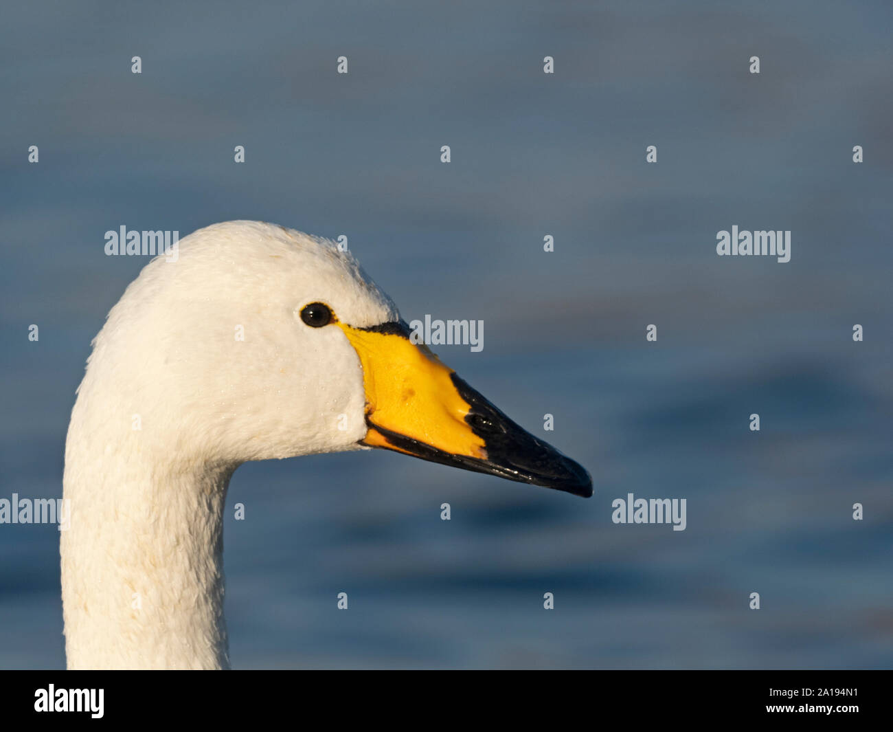 Whooper Swan Cygnus cygnus Martin mera Lancs REGNO UNITO inverno Foto Stock