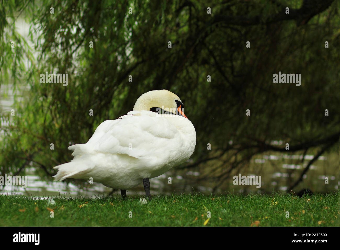 Il White Swan nei pressi del lago e il verde willow tree la pulizia le sue piume, vista laterale Foto Stock