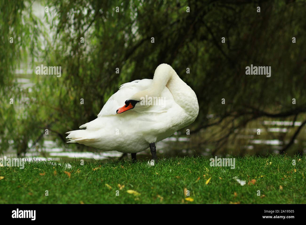 Il White Swan nei pressi del lago e il verde willow tree la pulizia le sue piume, vista laterale Foto Stock