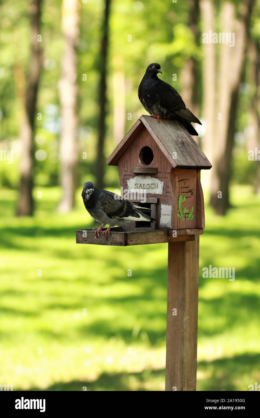 DIY, creativo fatto a mano legno bird house/bird feeder con due colombe in piedi su un palo in un parco Foto Stock