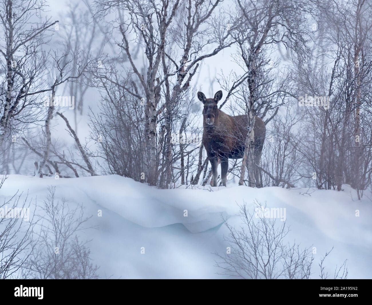 Elk Alces alces Valle di Tena Norvegia inverno Foto Stock