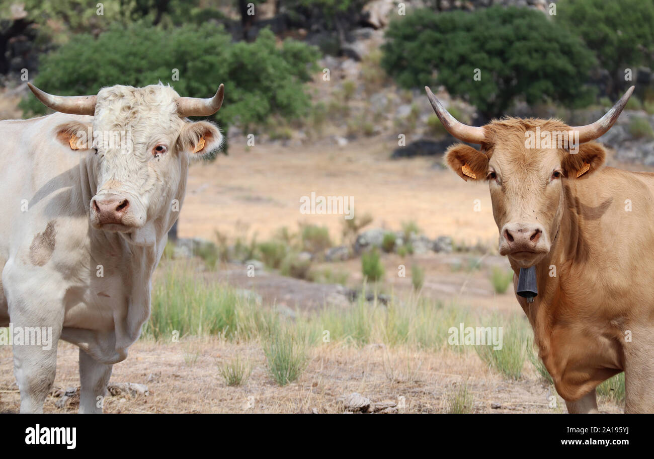 Due magnifiche Alentejo vacche cercando enquiringly alla fotocamera. Foto Stock
