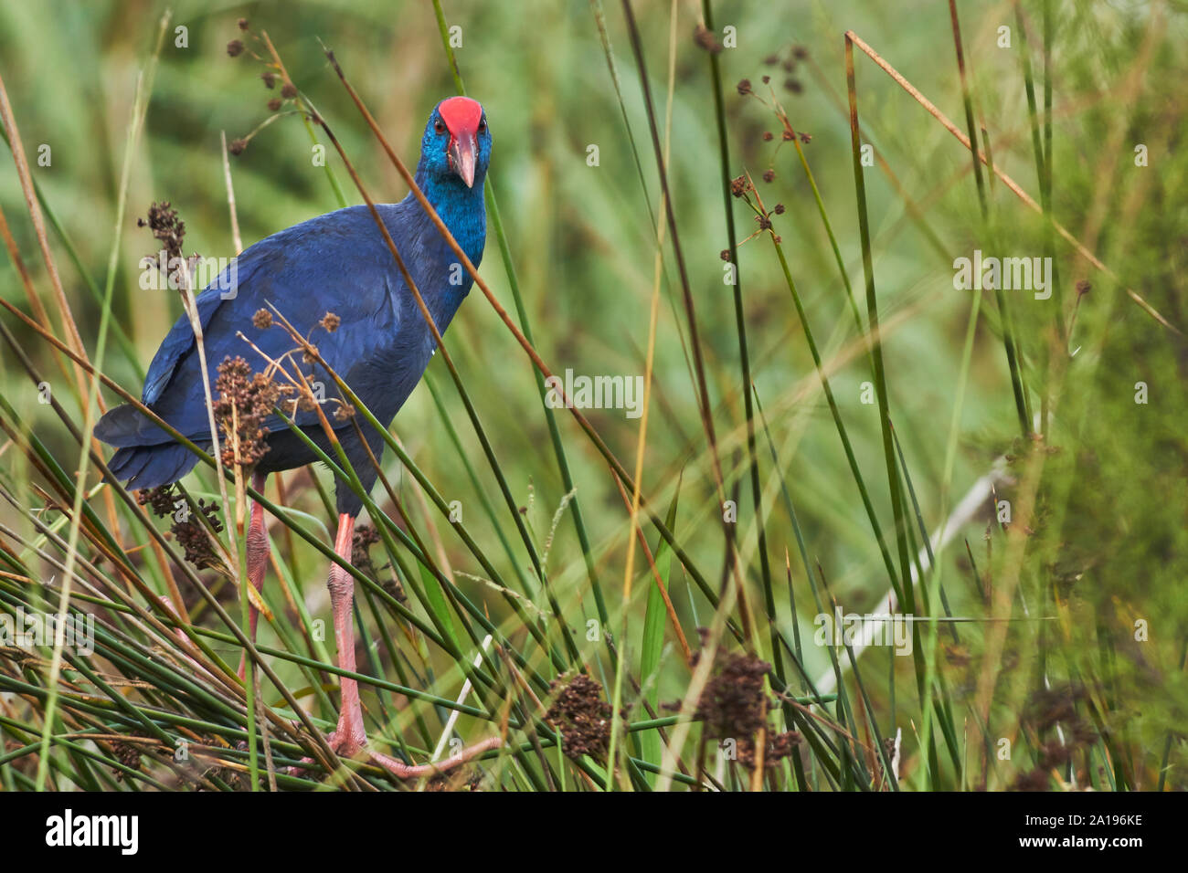 Gamberetti grigi (Porphyrio porphyrio). Provincia di Granada nel Mediterraneo. Spagna Foto Stock