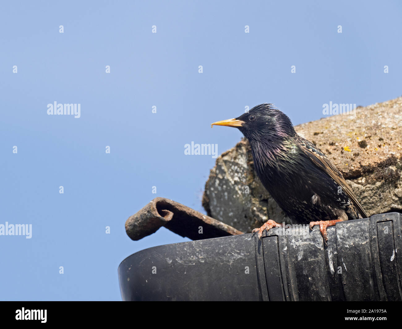 Starling Sturnus vulgarus lasciando nest sito nella grondaia della casa di North Norfolk REGNO UNITO molla Foto Stock