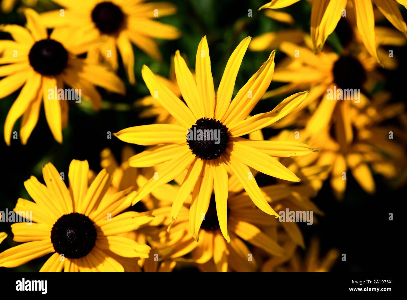Rudbeckia fulgida Deamii Foto Stock
