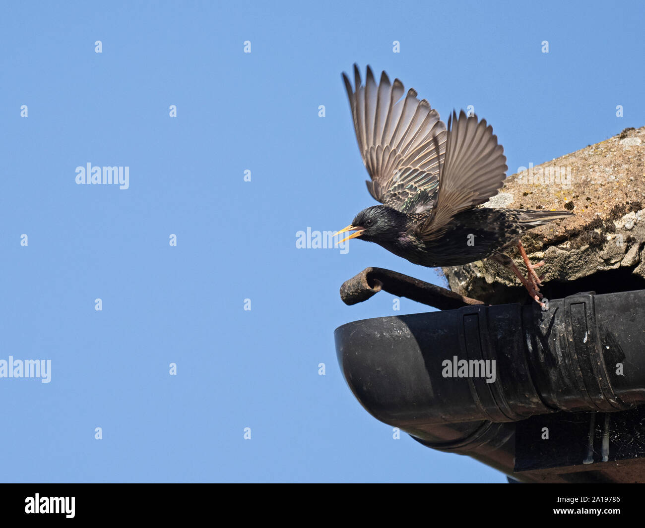 Starling Sturnus vulgarus lasciando nest sito nella grondaia della casa di North Norfolk REGNO UNITO molla Foto Stock