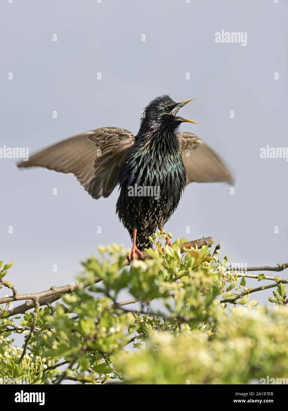 Starling Sturnus vulgarus nella canzone display vicino al nido nel giardino North Norfolk REGNO UNITO molla Foto Stock