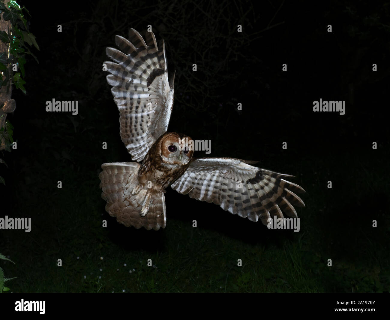 Allocco Strix aluco North Norfolk Foto Stock