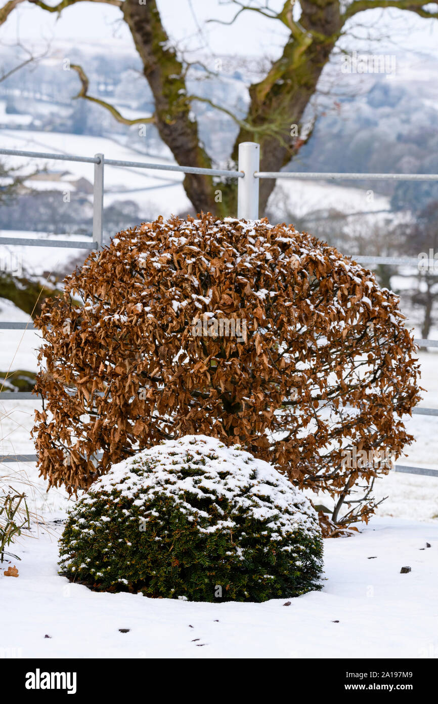 Topiaria da sfere di close-up (yew & carpino) nelle aree rurali coperte di neve giardino invernale con elegante e contemporaneo landscaping & semina - Yorkshire, Inghilterra, Regno Unito Foto Stock
