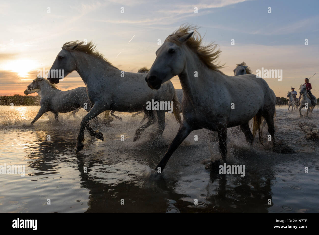Bianco cavalli camargues in esecuzione in acqua Foto Stock