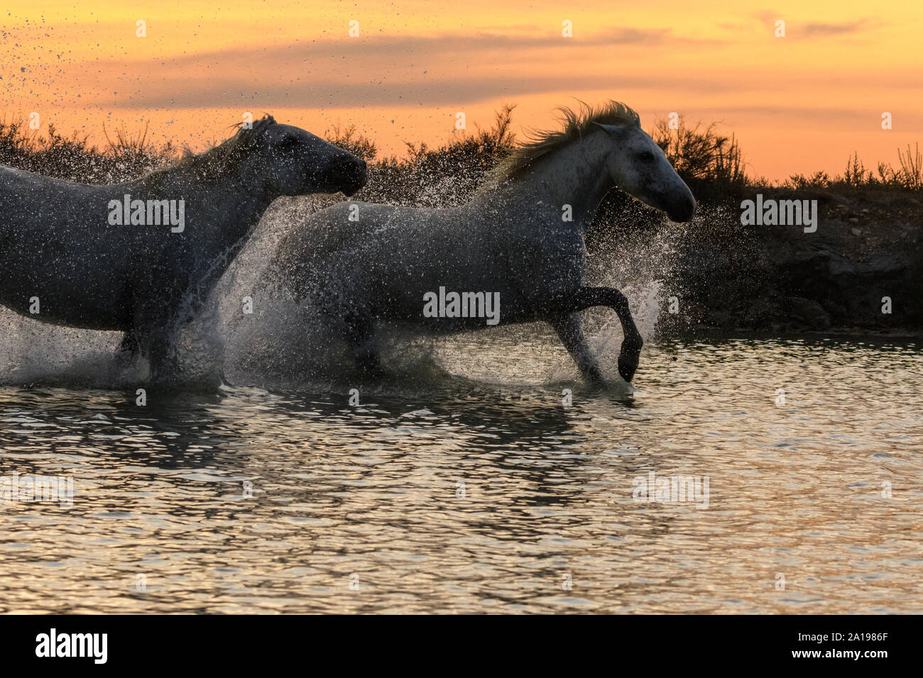 Bianco cavalli camargues in esecuzione in acqua Foto Stock