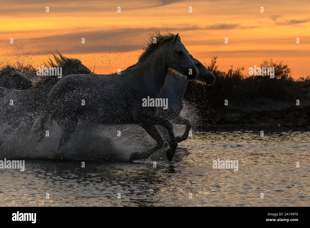 Bianco cavalli camargues in esecuzione in acqua Foto Stock