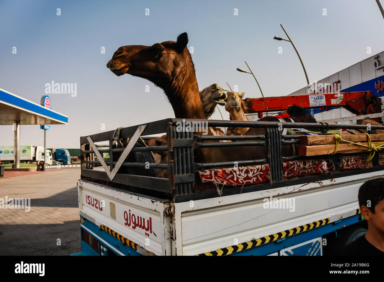 Un piccolo camion con cammelli in un distributore di benzina sulla Makkah al Mukarramah Road, Arabia Saudita Foto Stock