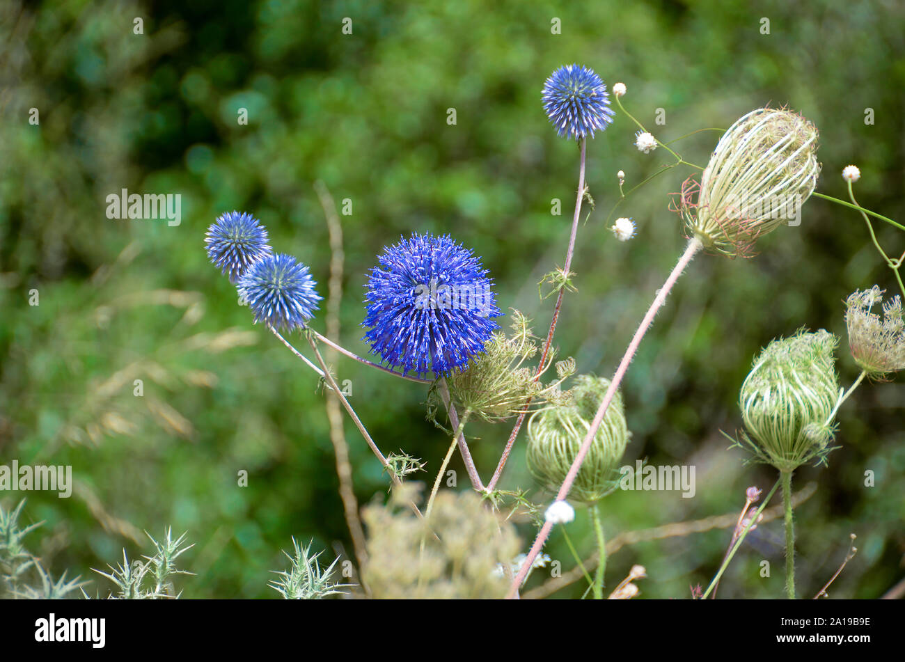 Echinops adenocaulos, comune Globe thistle. Fotografato nel Monte Carmelo, Israele in giugno Foto Stock