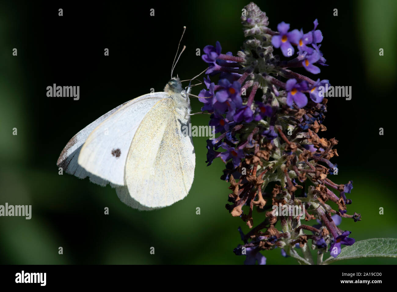 Di piccole dimensioni e di colore bianco (Sarcococca rapae) farfalla su Buddleia Foto Stock