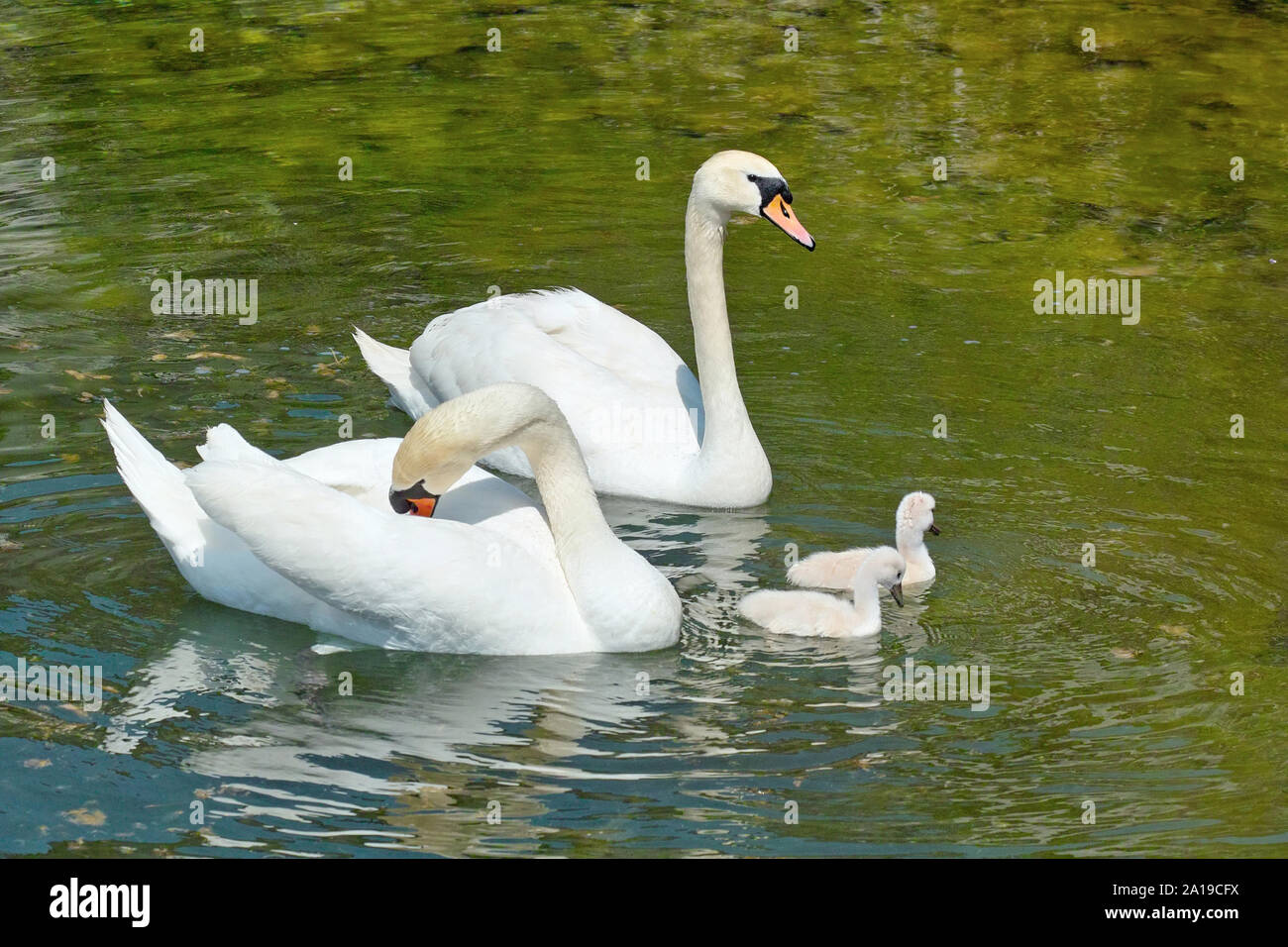 Coppia di cigni reali con la loro covata Foto Stock