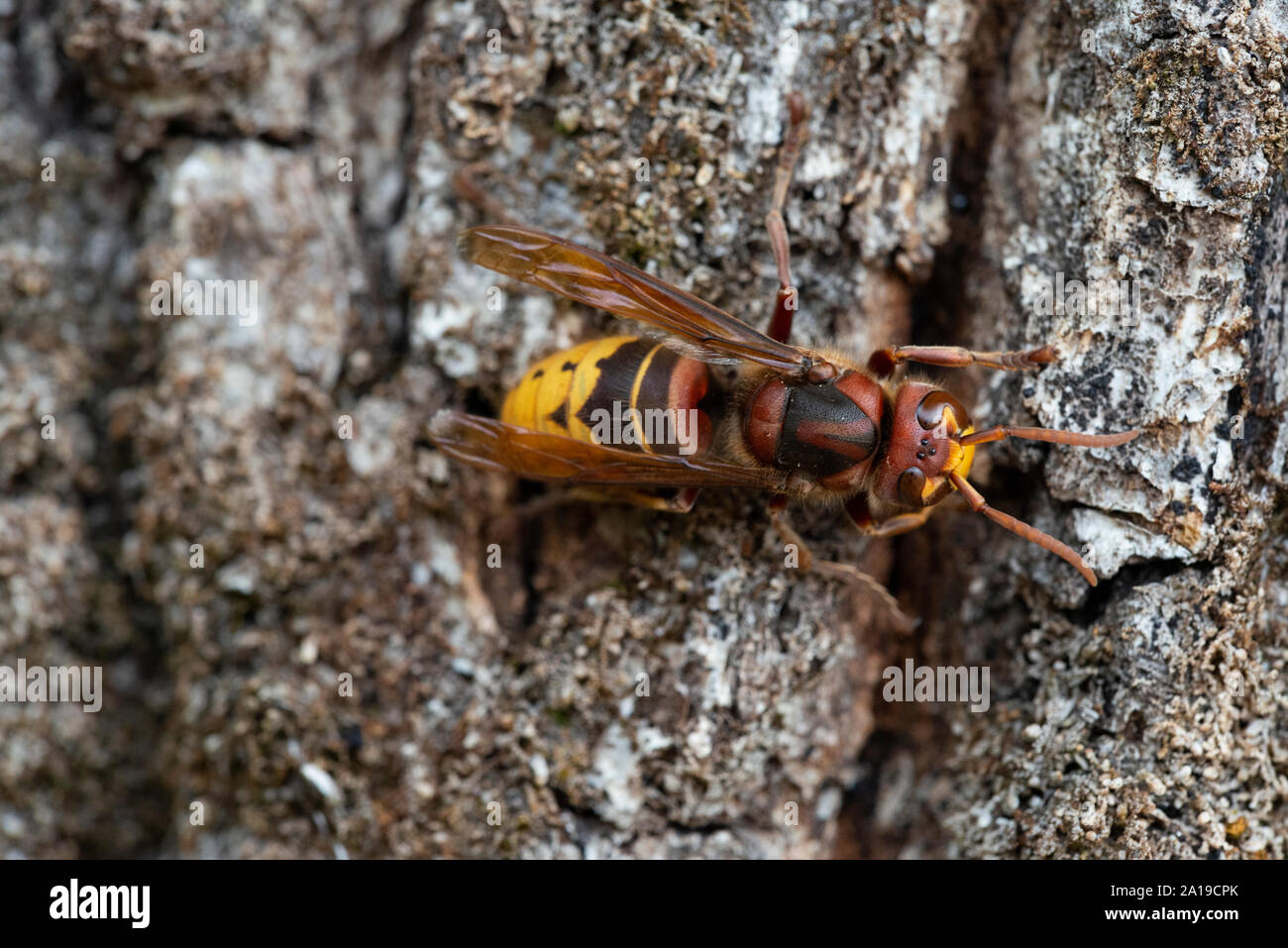 Hornet (Vespa crabro) Foto Stock