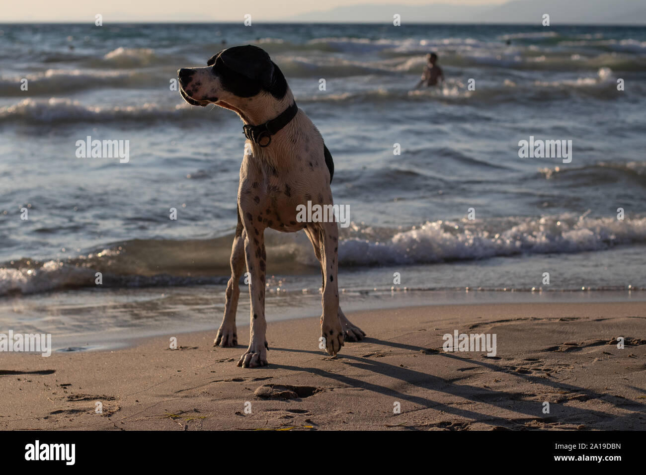 Grande bianco e il cane nero su di una spiaggia di sabbia in una calda giornata estiva. Foto Stock