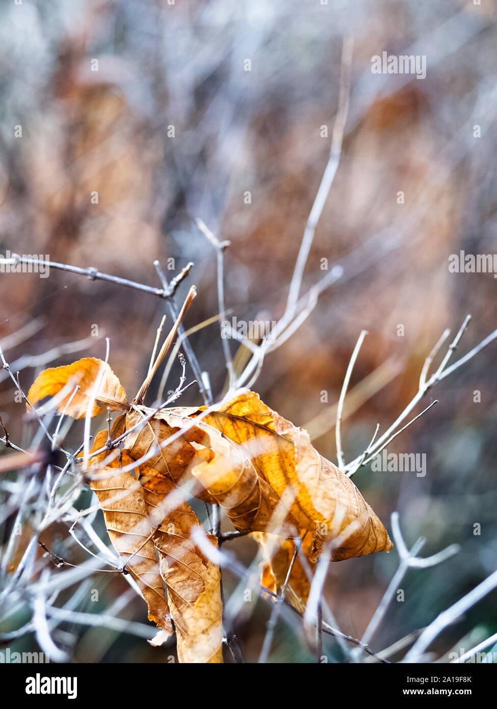 Foglia secca sulla boccola. Inverno mattina a Campo Grande, Valladolid Foto Stock