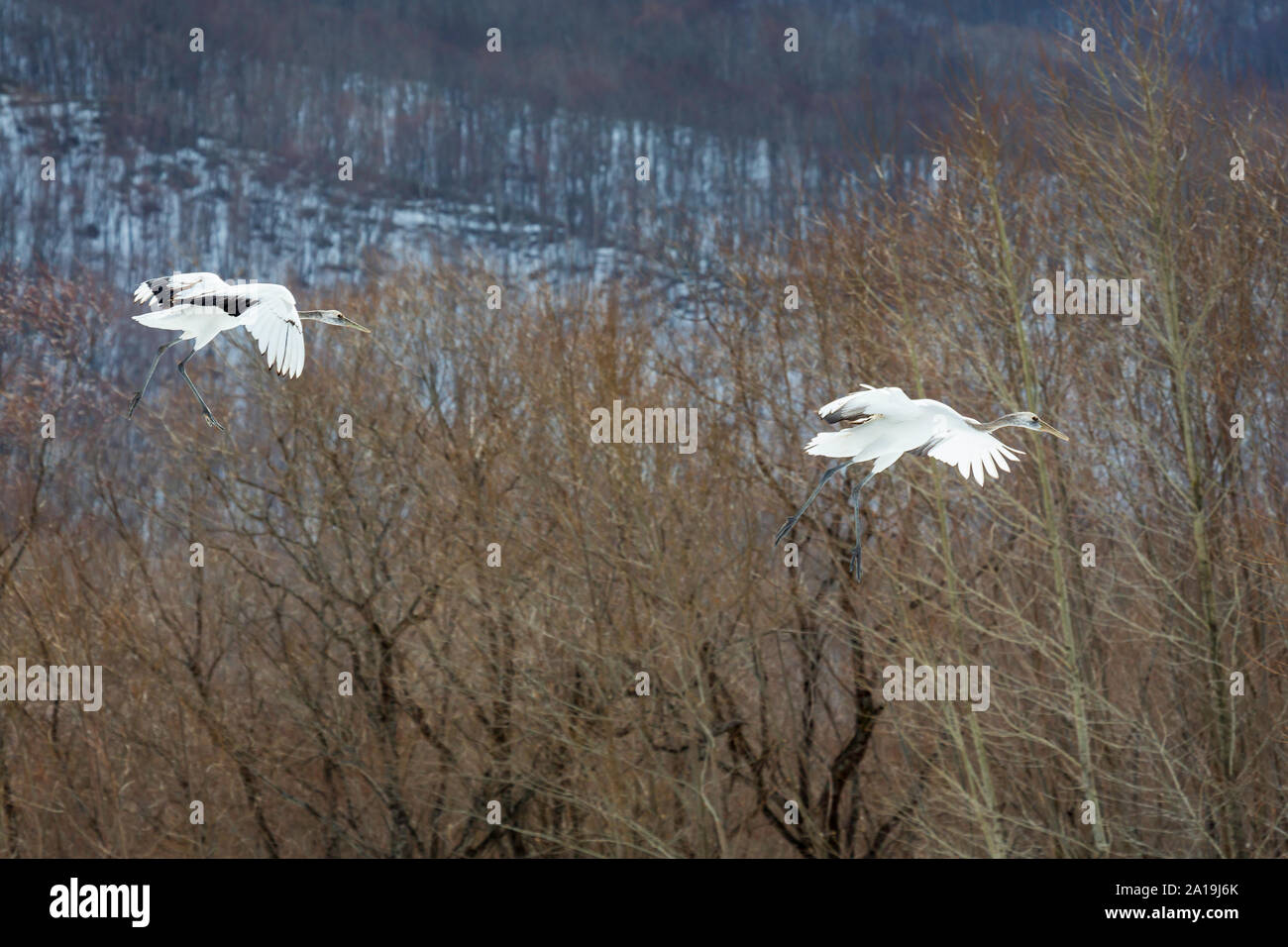 Red coronata gru in volo, Hokkaido, Giappone Foto Stock