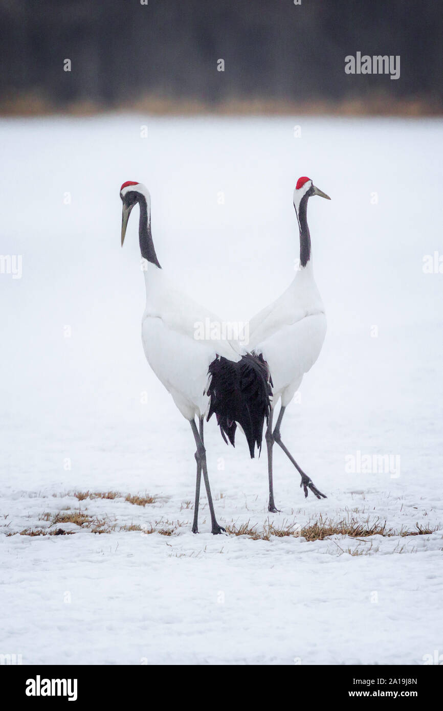 Rosso solitario coronata gru a piedi nella neve, Jokkaido, Giappone Foto Stock