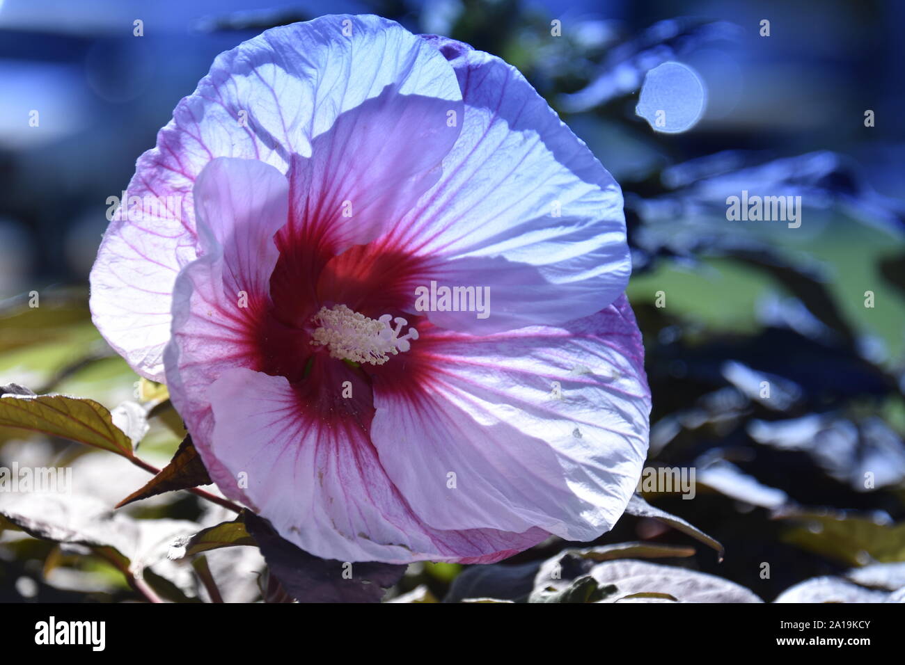 Ensoleillement Hibiscus piuttosto in rosa Foto Stock