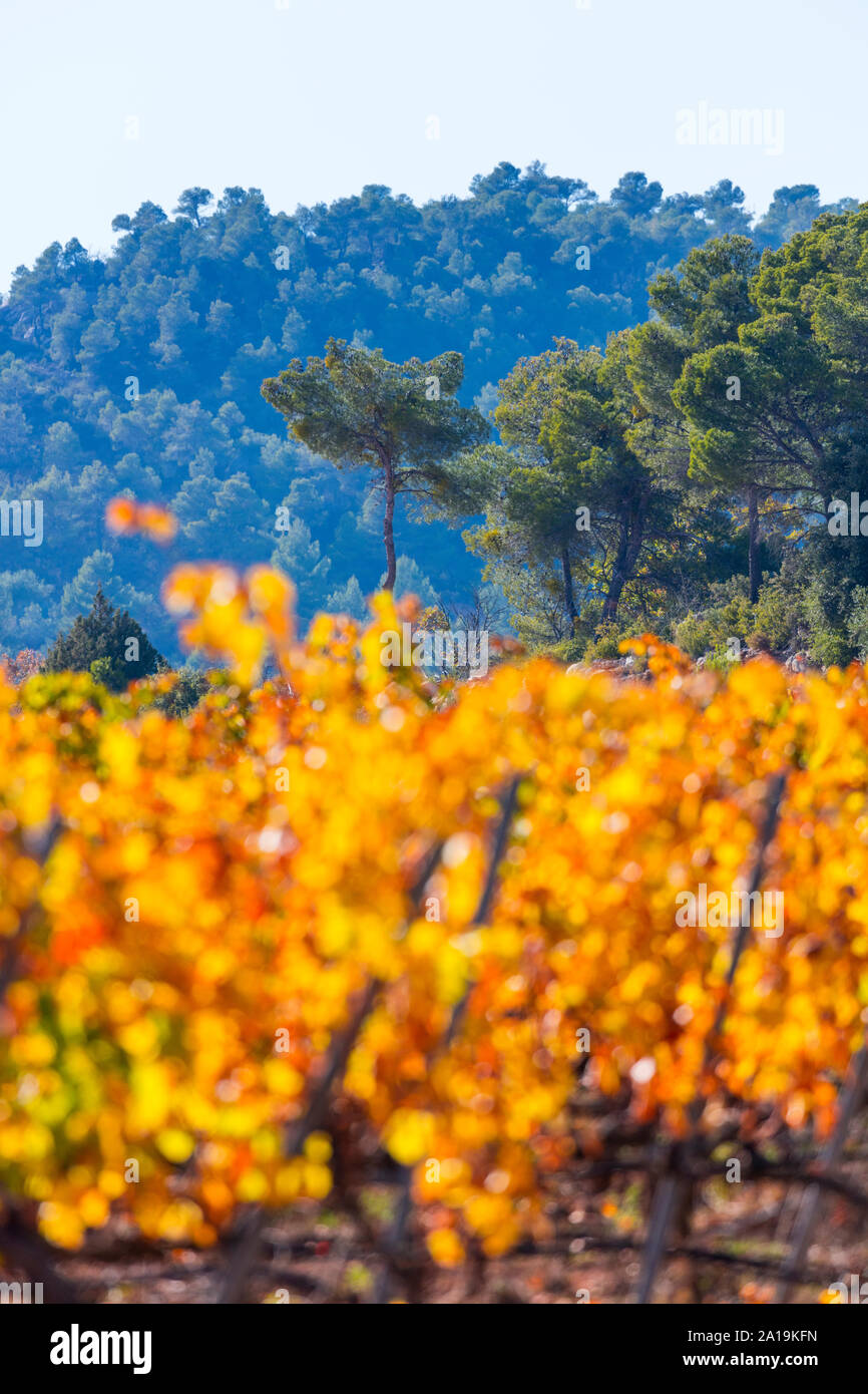 Viñedo, Valle del set, Les Garrigues, Lleida, Catalunya, Spagna Foto Stock