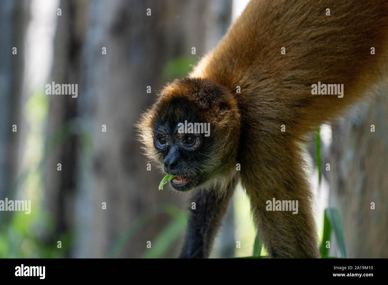 Close up ritratto di un Geoffroy's spider monkey (Ateles geoffroyi), noto anche come il nero-consegnato spider monkey, è una specie di scimmia ragno, un tip. Foto Stock