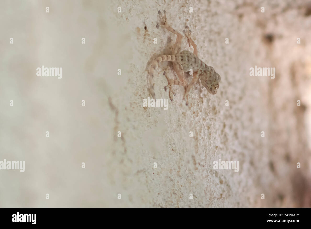 Mediterranean house gecko (Hemidactylus turcicus) su una parete. Casa mediterranea i gechi sono insectivores notturni che si aggrappano alle superfici utilizzando la connessione wi Foto Stock