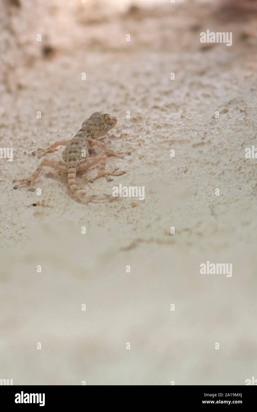 Mediterranean house gecko (Hemidactylus turcicus) su una parete. Casa mediterranea i gechi sono insectivores notturni che si aggrappano alle superfici utilizzando la connessione wi Foto Stock