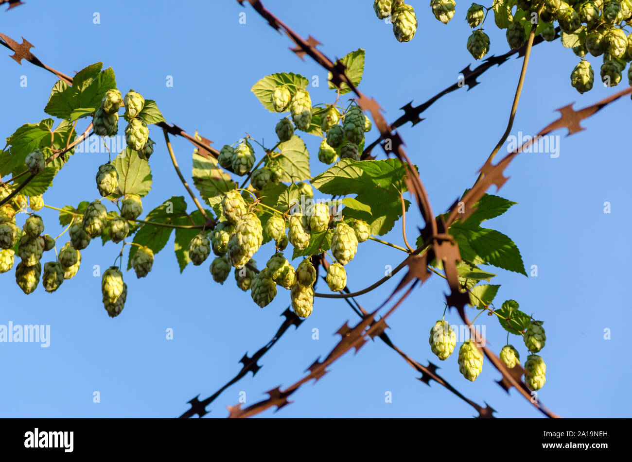 I grappoli di verde il luppolo in coni su rusty filo spinato Foto Stock