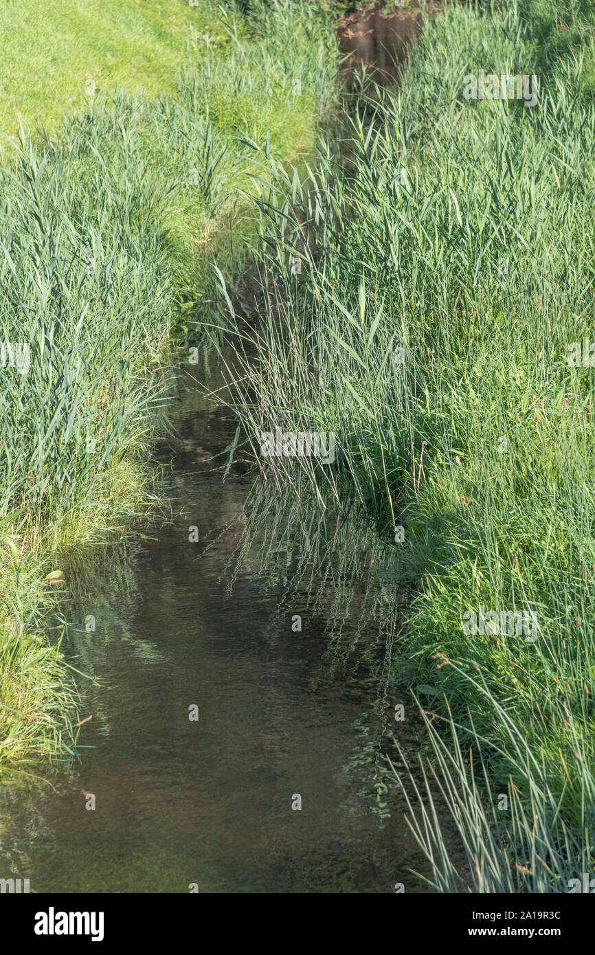Il fosso di drenaggio canale pieno di Reed Comune / Phragmites australis o Phragmites communis. Da non confondere con il giunco / Reedmace - Typha specie. Foto Stock