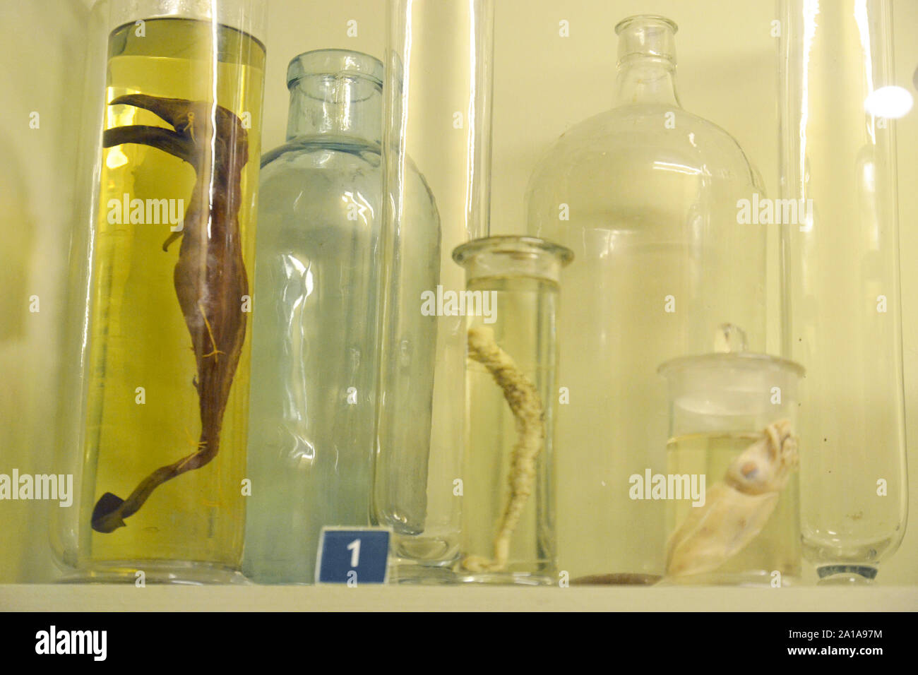 Un embrione di balena, sinistra lontana, in uno spirito jar nel Museo di Ipswich, Ipswich, Suffolk, Regno Unito. Parte di una mostra vittoriano circa gli sviluppi della scienza. Foto Stock