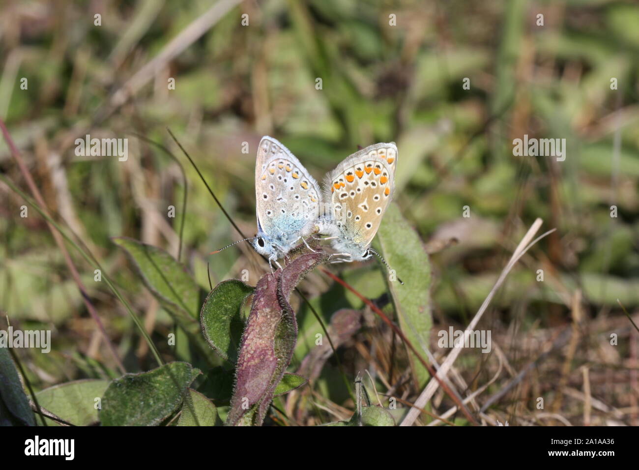 Due Baton farfalle blu accoppiamento in autunno Foto Stock