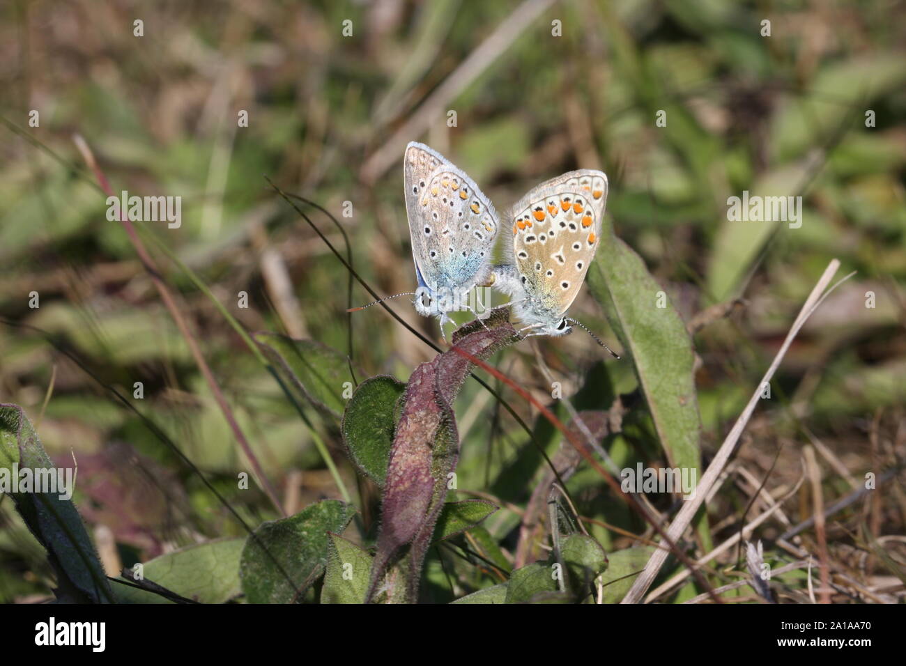 Due Baton farfalle blu accoppiamento in autunno Foto Stock