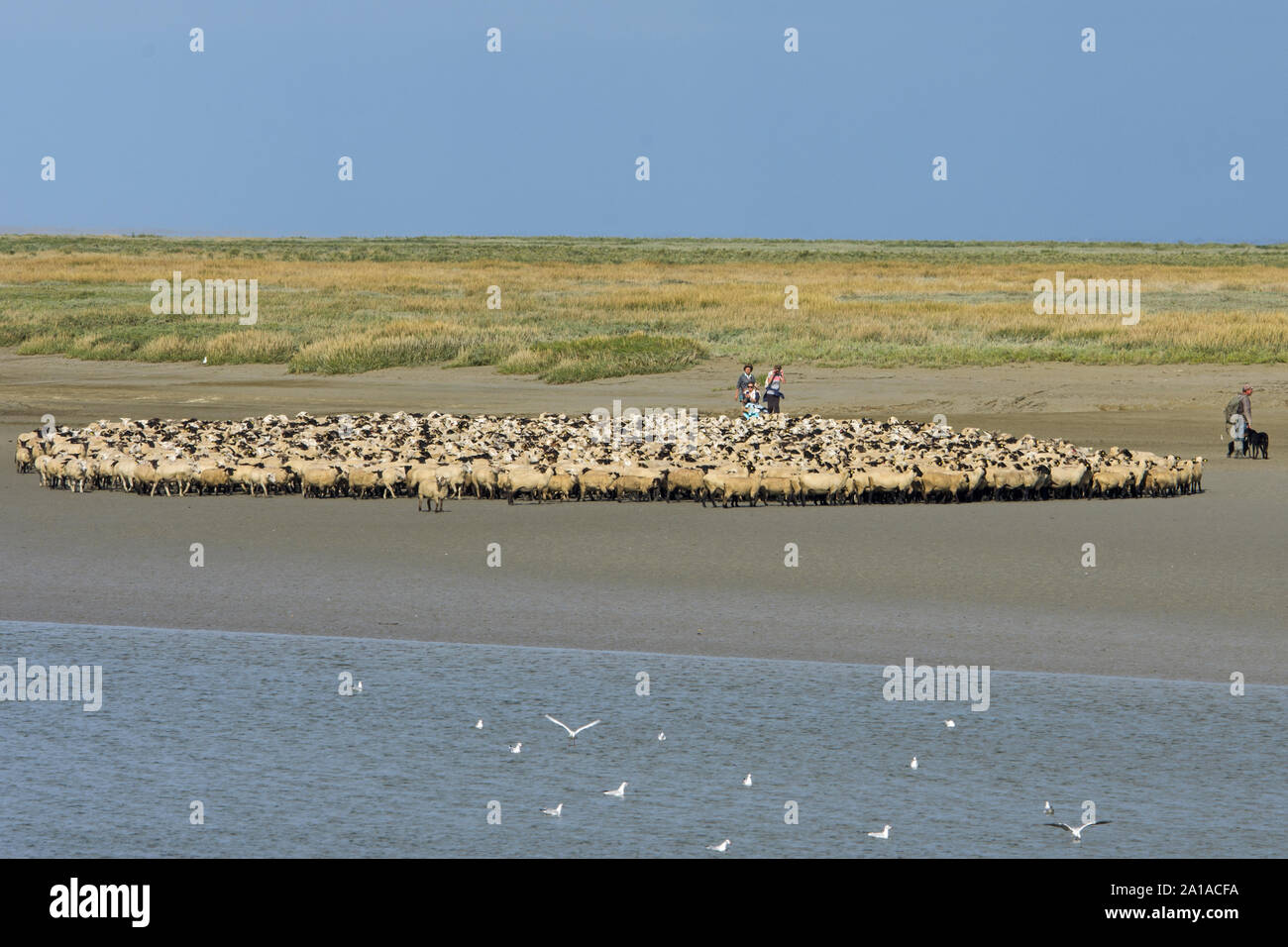 Les Moutons de près salés de la Baie de Somme, au Bord du cheal d'accès à la mer. Foto Stock