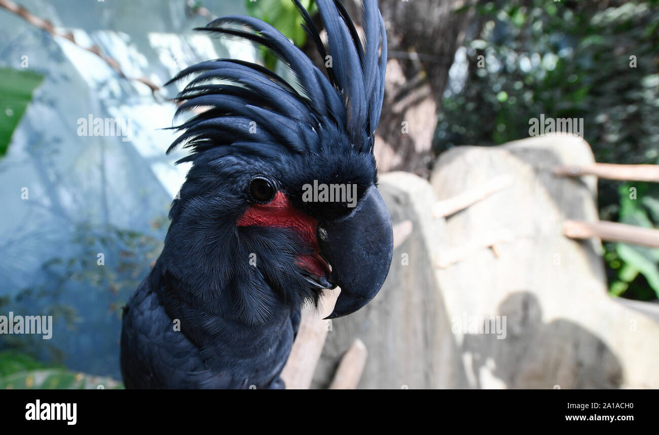 Praga, Repubblica Ceca. Xxv Sep, 2019. Un palm cacatua (Probosciger aterrimus), anche golia cacatua o nero grande cacatua, è visto in zoo di Praga, nella Repubblica ceca il 25 settembre 2019. Credito: Michal Kamaryt/CTK foto/Alamy Live News Foto Stock