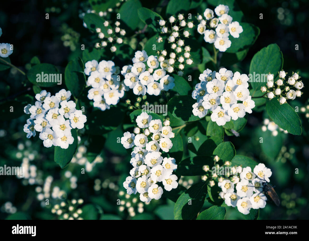 Blooming Spiraea vanhouttei. La natura dello sfondo con fiori di colore bianco sulla boccola Foto Stock