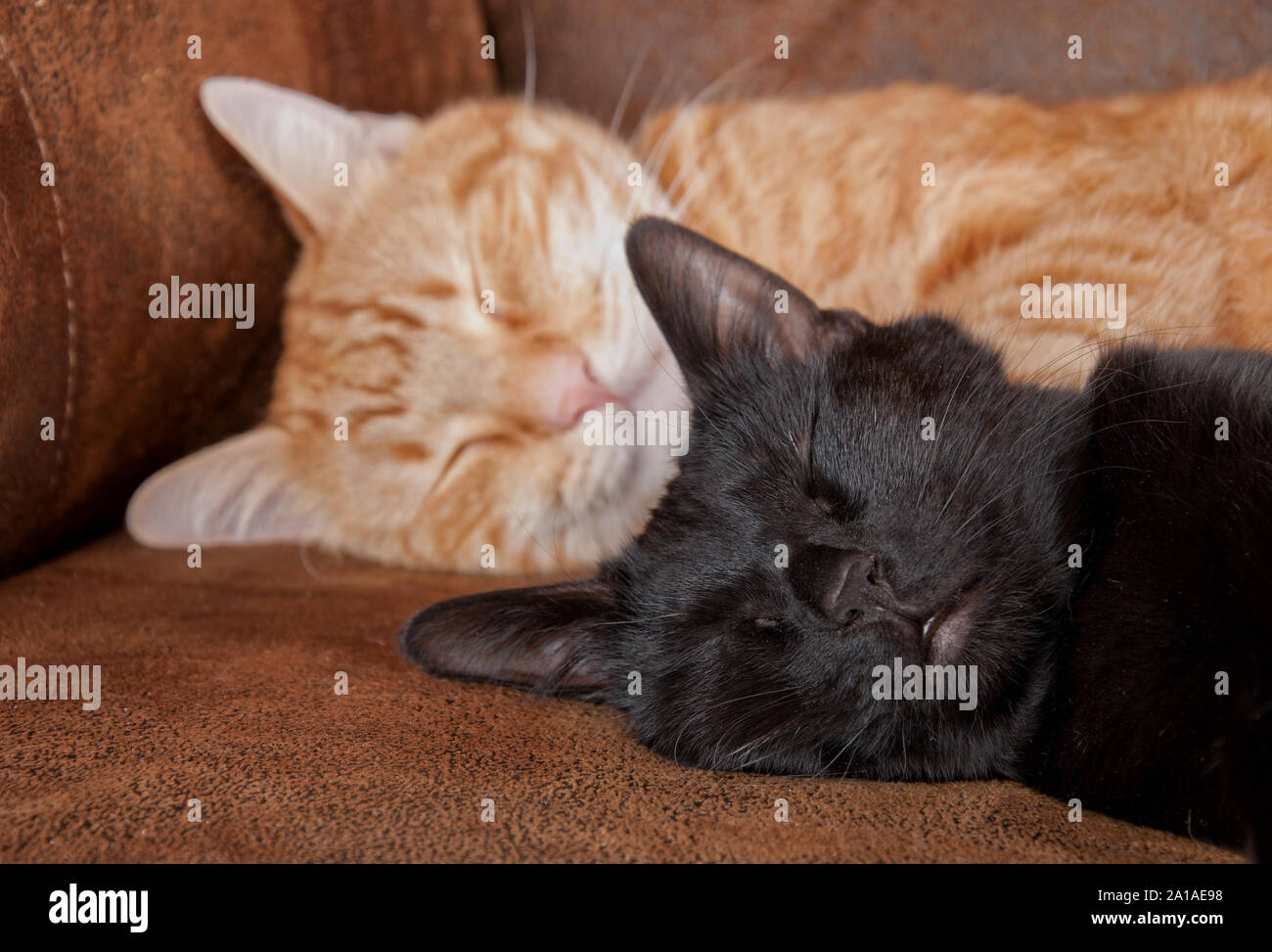 Piccolo gatto nero che dorme sul divano con un gatto di zenzero su sfondo Foto Stock