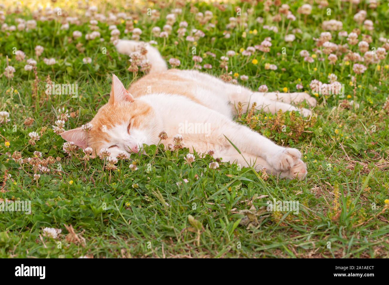 Felice in bianco e arancione gatto addormentato in trifoglio bianco Foto Stock