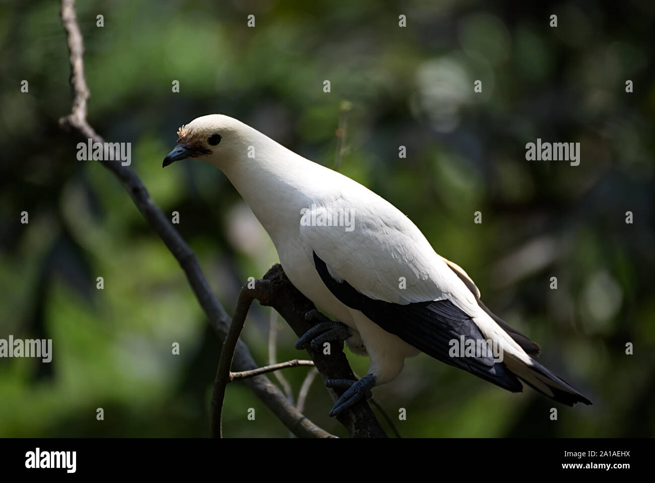 Uccello bianco con il nero ali Foto Stock